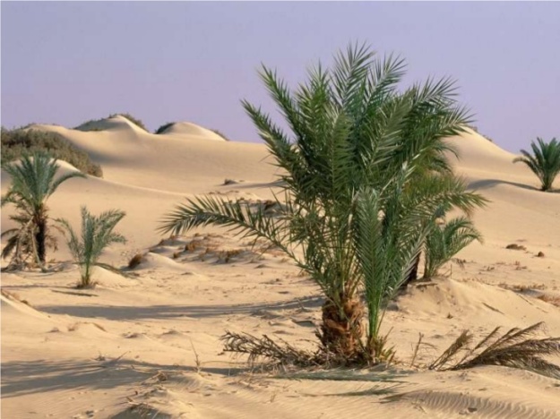 Nisipurile Saharei